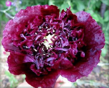 250 BLACK PEONY POPPY Papaver Peoniflorum Flower Seeds